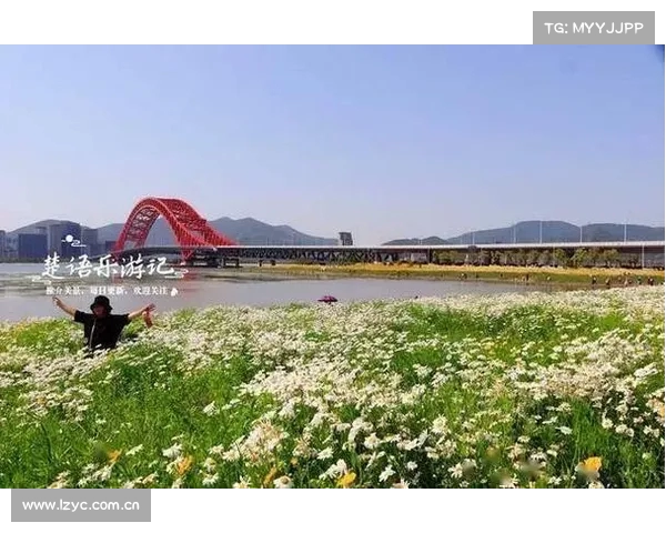 浙江宁波梅山湾百亩大滨菊迎盛花期景色迷人吸引游客纷至沓来